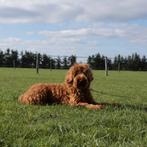 Labradoodle pups, Dieren en Toebehoren, Rabiës (hondsdolheid), 8 tot 15 weken, Meerdere dieren, Eén hond