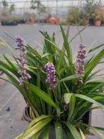 Liriope Muscari Ingwersen - Leliegras in 2L Pot, Ophalen of Verzenden