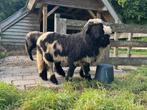 Wallische Schwarznase ( spitty), Dieren en Toebehoren, Schapen, Geiten en Varkens, Mannelijk, Schaap, 0 tot 2 jaar