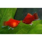 Gezocht , koraal platy rood oranje coral platy, Dieren en Toebehoren, Vis