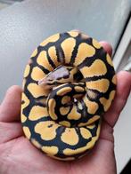 Koningspython, ball python, Pastel Desert Ghost man 1.0, Dieren en Toebehoren, Reptielen en Amfibieën, Slang, Tam, 0 tot 2 jaar