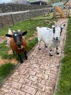 2 dames geiten, Dieren en Toebehoren, Schapen, Geiten en Varkens, Vrouwelijk, Geit