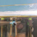 Eenzaam ringbandsnoekje zoekt nieuw thuis, Dieren en Toebehoren, Vissen | Aquariumvissen