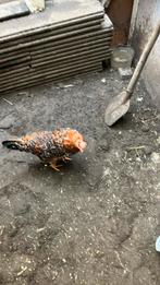 3 prachtige jonge ras kipjes te koop, Vrouwelijk, Kip