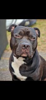 Amerikaanse stafford/pitbull en bulldog/bully xl, Dieren en Toebehoren, Honden | Bulldogs, Pinschers en Molossers, Reu, Bulldog