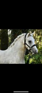 6 jarige welsh ruin palomino van 1.18, Dieren en Toebehoren, Ruin, Zadelmak, 3 tot 6 jaar, B pony (1.17m tot 1.27m)