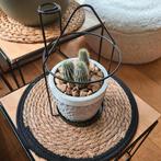 Cactusplantjes met pot en leuk huisje ter decoratie, Ophalen, Zo goed als nieuw, Rond, Hout
