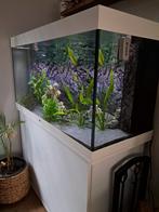 Aquarium juwel 350, Dieren en Toebehoren, Vissen | Aquaria en Toebehoren, Ophalen, Zo goed als nieuw, Gevuld zoetwateraquarium