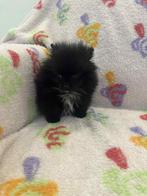 Pomeriaan pup teefje, Dieren en Toebehoren, 8 tot 15 weken, Teef, Eén hond, Chihuahua