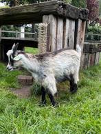 Mooi Nederlandse Landgeit boklam uit stamboekouders, Dieren en Toebehoren, Schapen, Geiten en Varkens, Mannelijk, Geit, 0 tot 2 jaar