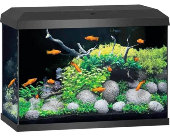 Aquarium Juwel 70, Dieren en Toebehoren, Vissen | Aquaria en Toebehoren, Zo goed als nieuw, Gevuld zoetwateraquarium, Ophalen