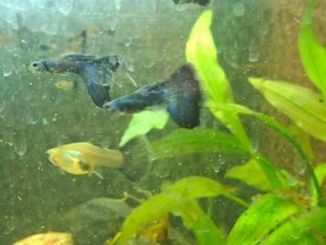 Kweekgroep Blue Moscow guppen 3 mannen 7 vrouwen beschikbaar voor biedingen