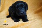 Leuke kruising labradoodle pups, medium., Dieren en Toebehoren, Nederland, Overige rassen, 8 tot 15 weken, CDV (hondenziekte)