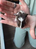 Baby cavia beertje Twister, Dieren en Toebehoren, Knaagdieren, Cavia, Mannelijk, Januari, Tam