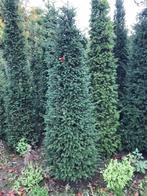 taxus baccata, Ophalen, Taxus, Minder dan 100 cm