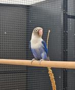 Bossanova zoekt een huisje! (Agapronis), Dieren en Toebehoren, Vogels | Parkieten en Papegaaien, Geslacht onbekend, Dwergpapegaai of Agapornis