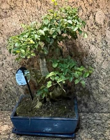 Chinese Liguster Bonsai - Ligustrum sinense beschikbaar voor biedingen