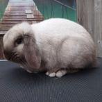 Nederlandse Hangoordwerg - Nog een paar volwassen dieren, Meerdere dieren, Middelgroot, Hangoor, 0 tot 2 jaar