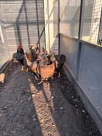 Te koop 4 dubbel gezoomde barnevelder kriel hennen 2024/2023, Dieren en Toebehoren, Pluimvee, Vrouwelijk, Kip