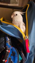 Valkparkieten Tam, Huizen en Kamers