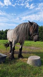 Nederlands trekpaard, Dieren en Toebehoren, Ruin, 3 tot 6 jaar, Gechipt, Onbeleerd