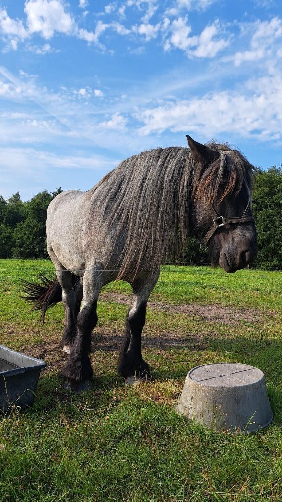 Nederlands trekpaard, Dieren en Toebehoren, Paarden, Ruin, Onbeleerd, 165 tot 170 cm, 3 tot 6 jaar, Recreatiepaard, Gechipt, Ingeënt