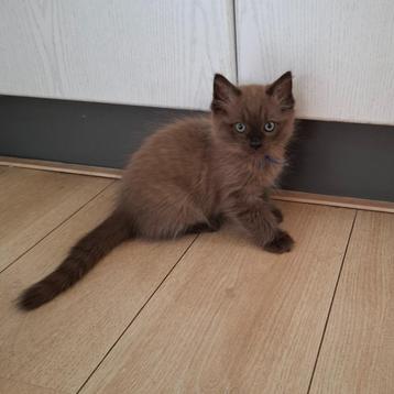 Ragdoll kittens met stamboom  beschikbaar voor biedingen