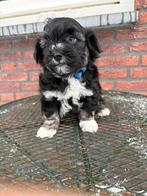 Boomer pups, Overige rassen, CDV (hondenziekte), 8 tot 15 weken, Meerdere