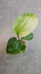 Scindapsus White Monster, Ophalen of Verzenden, Halfschaduw, Minder dan 100 cm