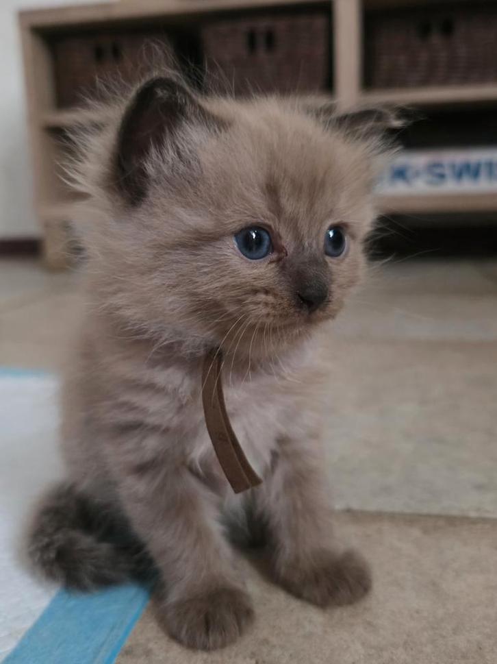 Ragdoll kittens, Dieren en Toebehoren, Katten en Kittens | Raskatten | Langhaar, Gechipt, Ontwormd, Ingeënt
