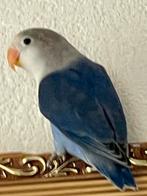 Agapornis Dwergpapegaai Lovebird Handtam bijt niet, Dieren en Toebehoren, Meerdere dieren, Dwergpapegaai of Agapornis, Tam