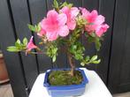 Buiten Bonsai Satzuki Azalea, Tuin en Terras, In pot, Minder dan 100 cm, Halfschaduw, Lente