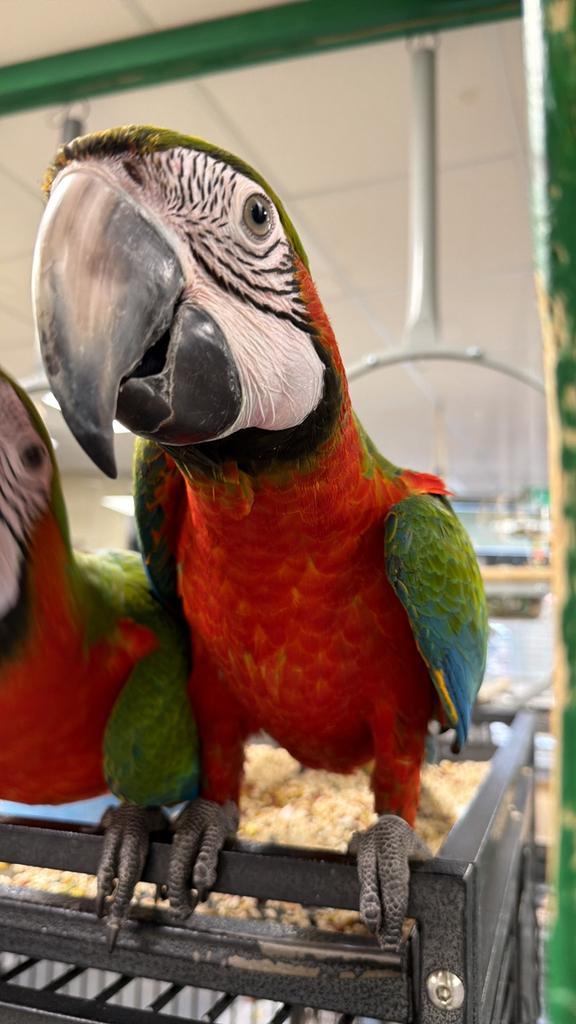 Harlekijn ara, Dieren en Toebehoren, Vogels | Parkieten en Papegaaien, Papegaai, Meerdere dieren, Pratend, Tam, Geringd