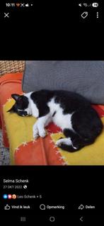 Deze lieve kat zoekt een super goed huis, Dieren en Toebehoren, Katten en Kittens | Overige Katten, Kater, Kortharig, 3 tot 5 jaar