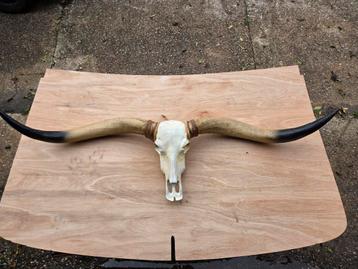 Longhorn beschikbaar voor biedingen