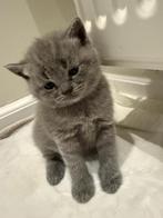 Britse korthaar kittens, Dieren en Toebehoren, Katten en Kittens | Raskatten | Korthaar, Meerdere dieren, Ontwormd, 0 tot 2 jaar