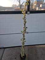 Hedera elegantisima, Ophalen of Verzenden