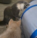 Prachtige kruising Ragdoll kittens, Dieren en Toebehoren, Meerdere dieren, Kortharig, 0 tot 2 jaar