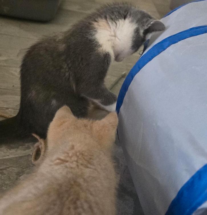 Prachtige kruising Ragdoll kittens, Dieren en Toebehoren, Katten en Kittens | Overige Katten, Kortharig, Meerdere dieren, 0 tot 2 jaar