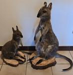 Opgezette dieren: opgezette wallaby's wit en bruin: uniek, Ophalen, Nieuw, Wild dier, Opgezet dier