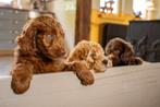 Doodle teefjes Labradoodle x Sennendoodle, 8 tot 15 weken, Teef, Meerdere, Middel