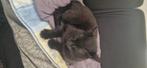 Lieve zwarte kat zoekt nieuwe huis., Kater, Langharig, 3 tot 5 jaar