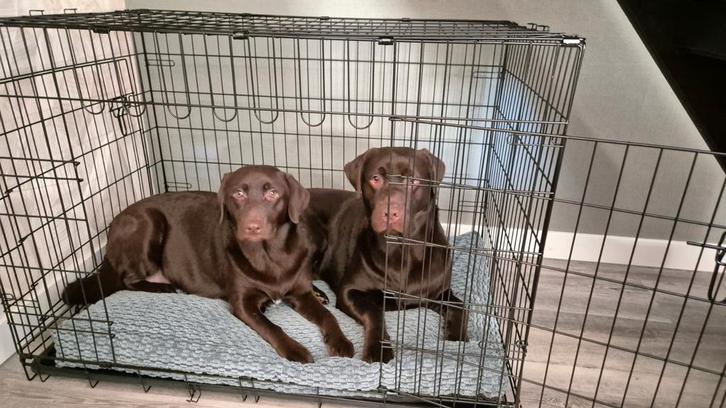 Labrador puppy's, Dieren en Toebehoren, Honden | Retrievers, Spaniëls en Waterhonden, Meerdere dieren, Labrador retriever, Particulier