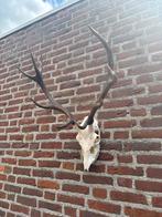Hertenschedel met Gewei - Antieke Decoratie Jachtkamer Stijl, Antiek en Kunst, Ophalen