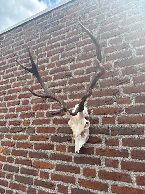 Hertenschedel met Gewei - Antieke Decoratie Jachtkamer Stijl, Antiek en Kunst, Antiek | Overige Antiek, Ophalen