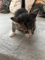 Mooie kittens zoeken een warm huisje, Dieren en Toebehoren, Katten en Kittens | Overige Katten, Poes, Kortharig, 0 tot 2 jaar