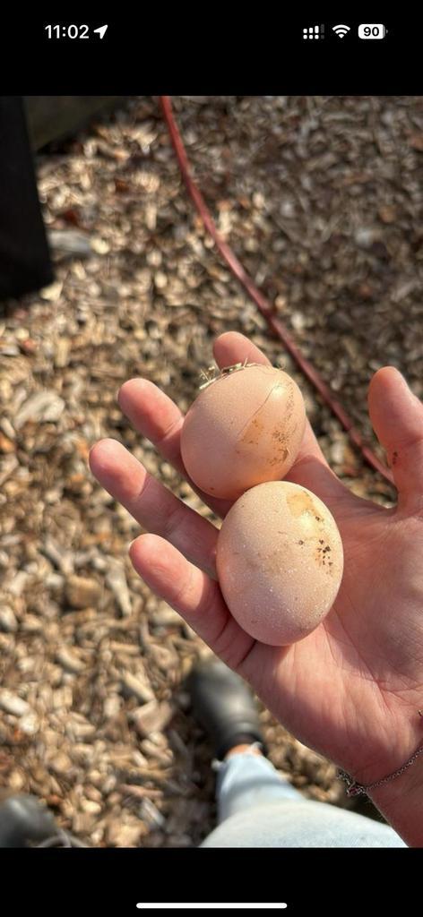 Broedeieren amrock groot, Dieren en Toebehoren, Pluimvee, Kip, Geslacht onbekend