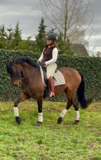Stallen vrij voor paarden training en opleiding, Gedragstraining