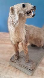 Taxidermie hermelijn., Ophalen of Verzenden, Zo goed als nieuw, Opgezet dier