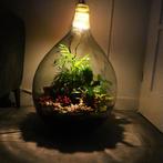 XXL Ecosysteem/planten terrarium/flessentuin met lamp, Ophalen, Overige soorten, Halfschaduw, In pot